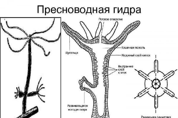Кракен актуальная ссылка kraken torion net