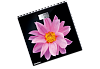 Весы напольные CT-2416 Pink Flower электронные 180кг, 0,1кг, LCD 45х28, размер 26х26см
